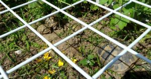 Atelier DIY : Un enclos extérieur pour ma tortue de terre - Blog