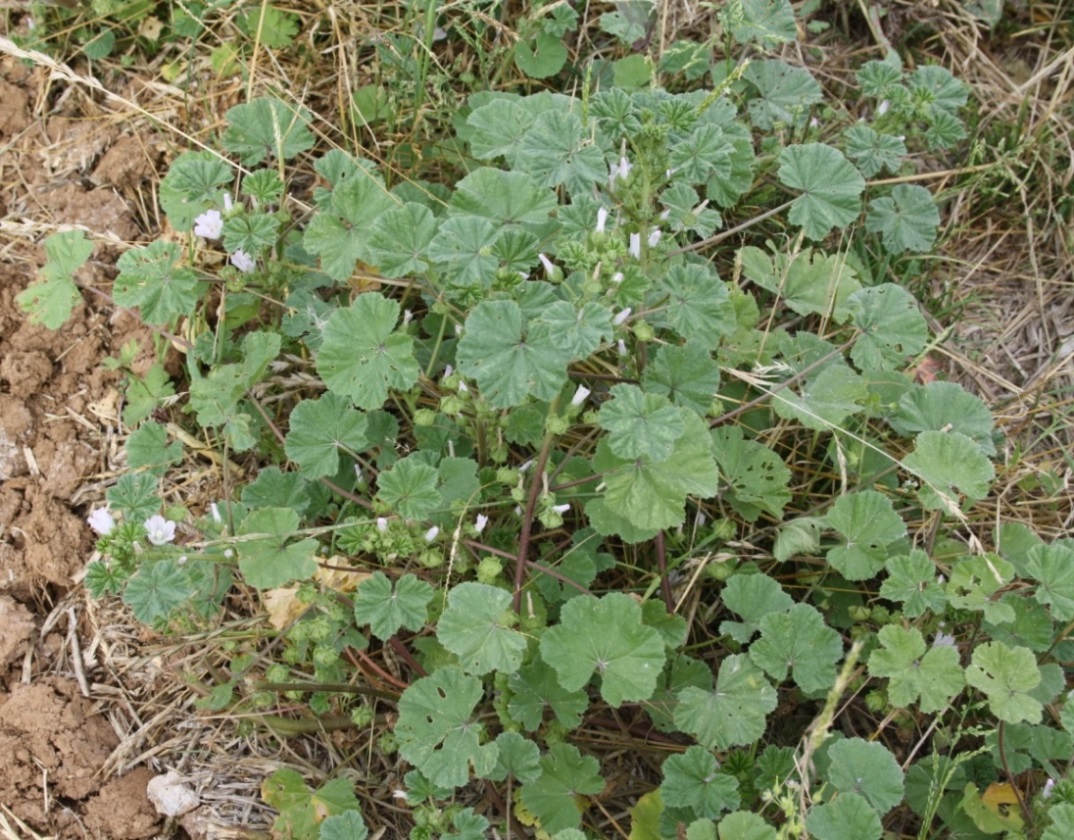 Mauve Sylvestre : plante médicinale et comestible - Herbiolys