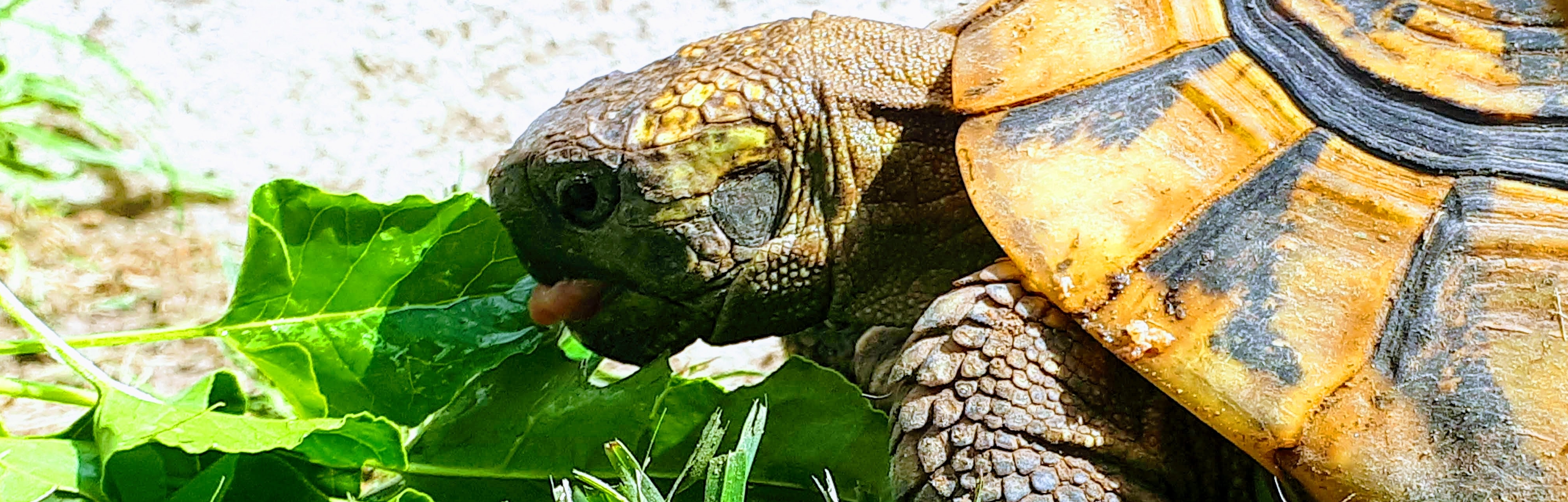 alimentation et nourriture des tortues terrestres sur graines-de-tortue.com