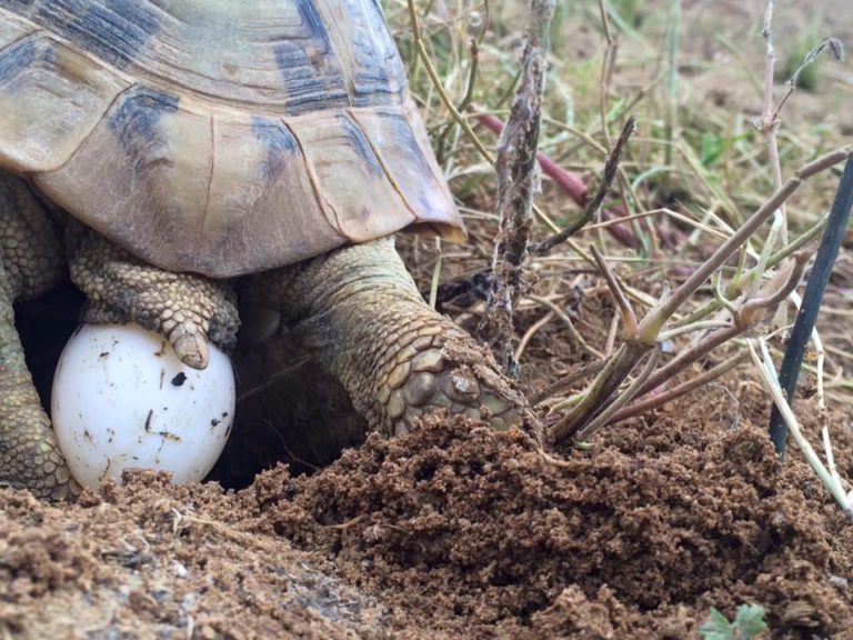 Oeuf De Tortue Non Enterré – Fr.Caribes.net