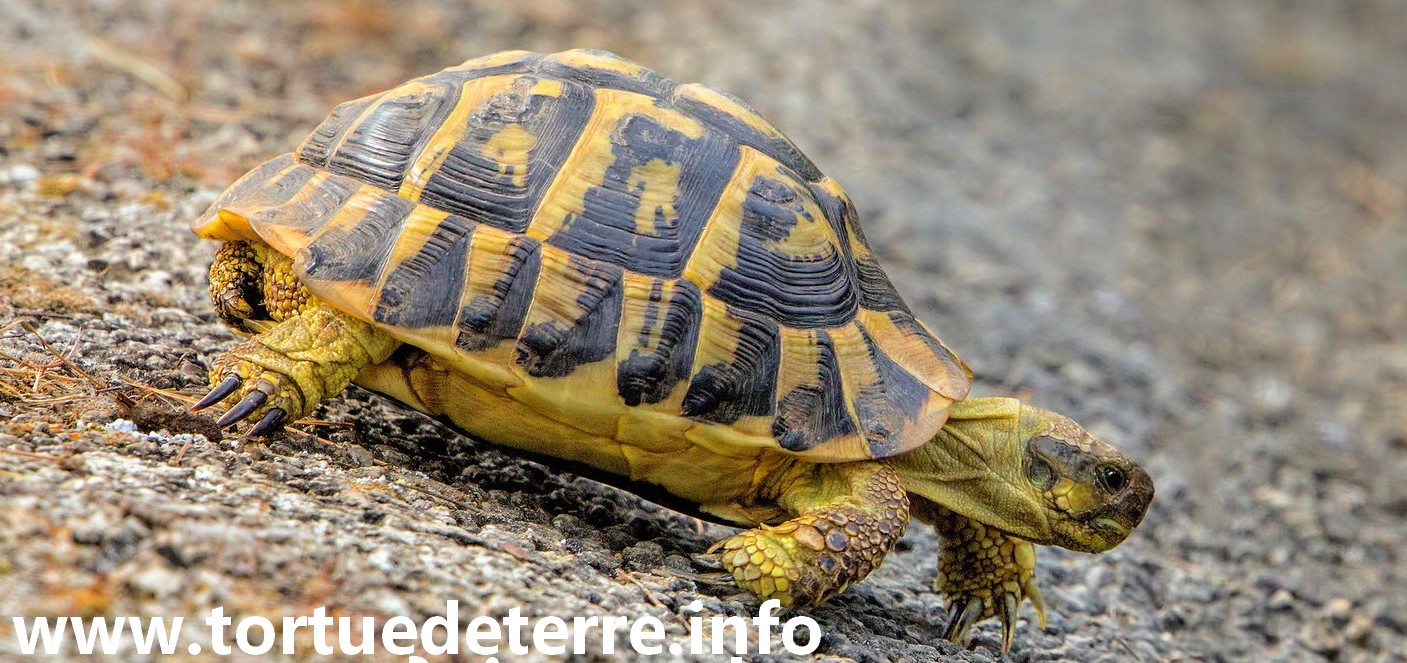 L'hibernation de la tortue d'Hermann ? conseils et recommandations
